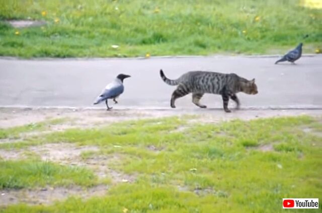 catnbird3_640