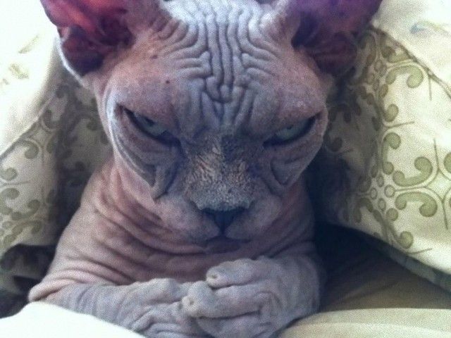 grumpy_animals_02_e