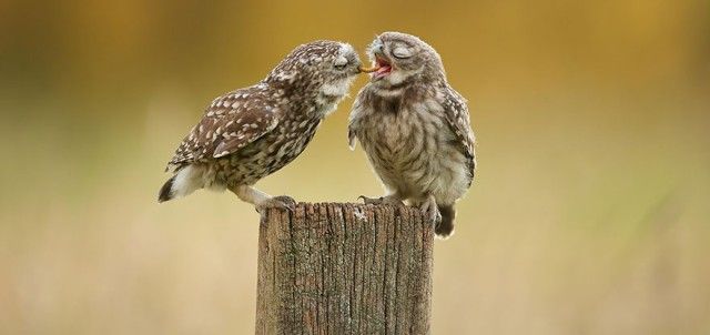 owl-photography-8__880_e