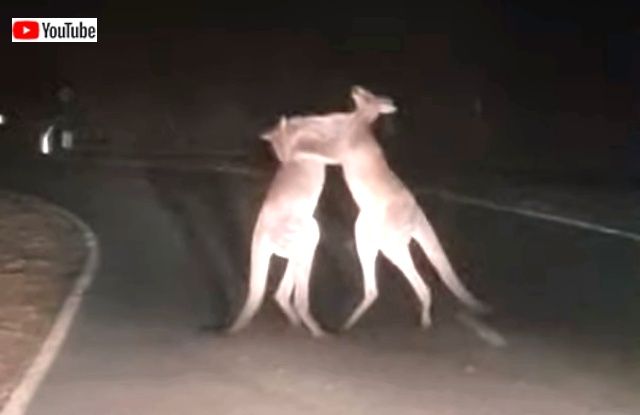 fightingroos2_640