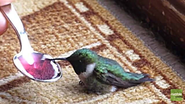 hummingbird3