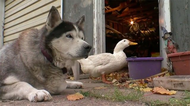 dog-duck-friendship-max-quackers6