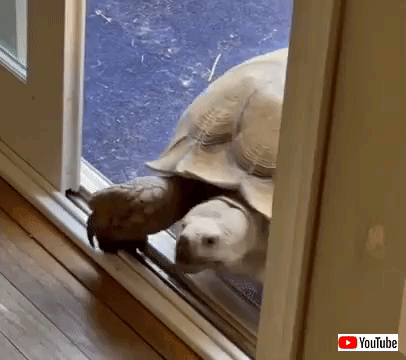 opensdoor
