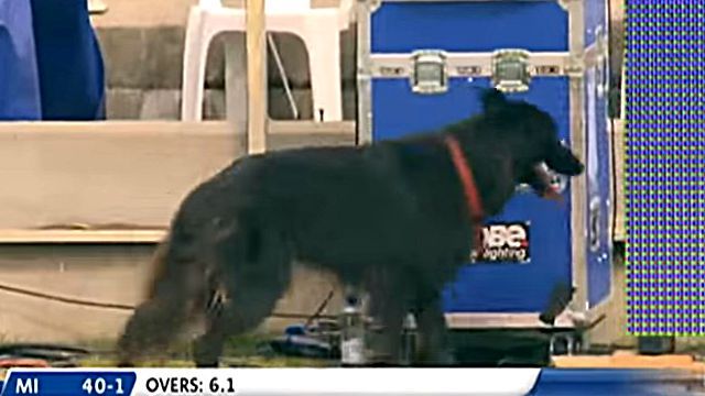 ipldog4
