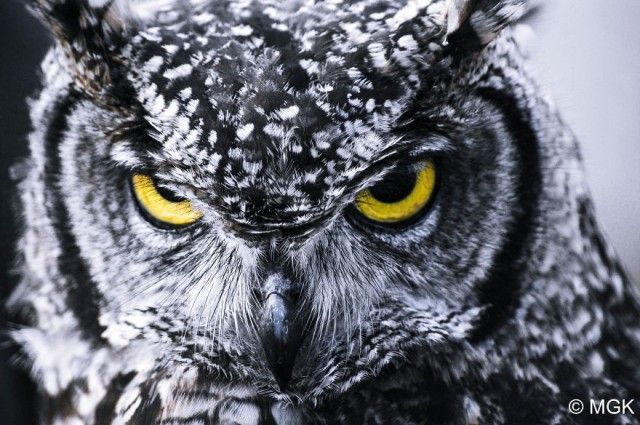 owl-photography-cute-107__880_e