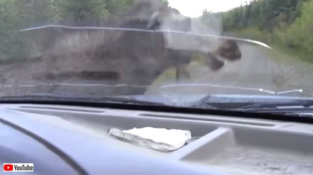 moosemomnpicuptruck6_640