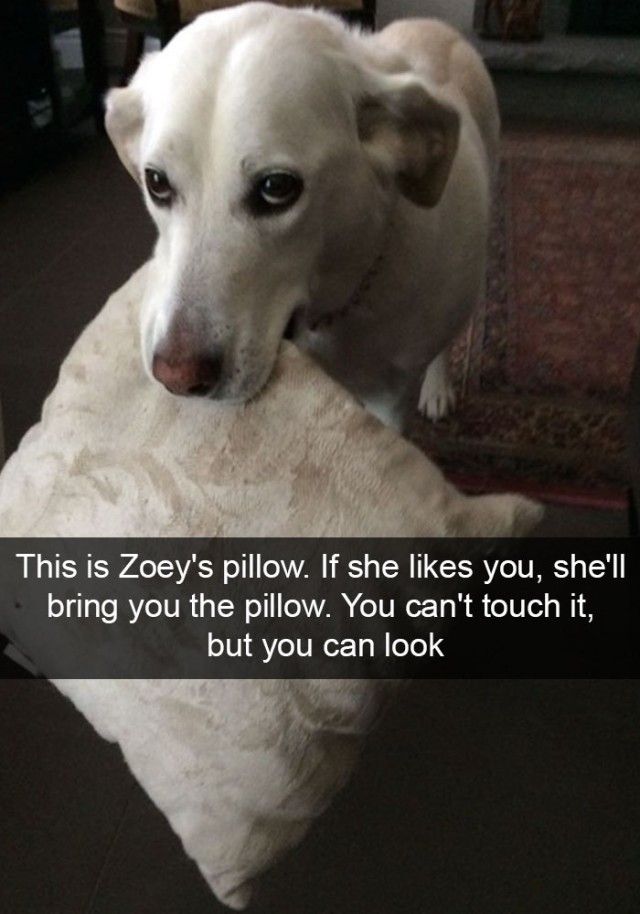 hilarious-dog-snapchats3_e