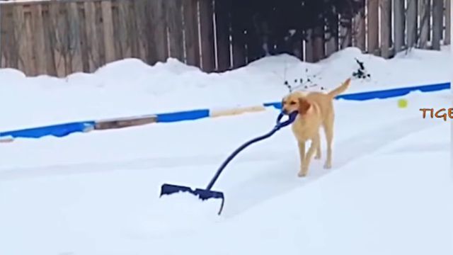 dogsnsnow10
