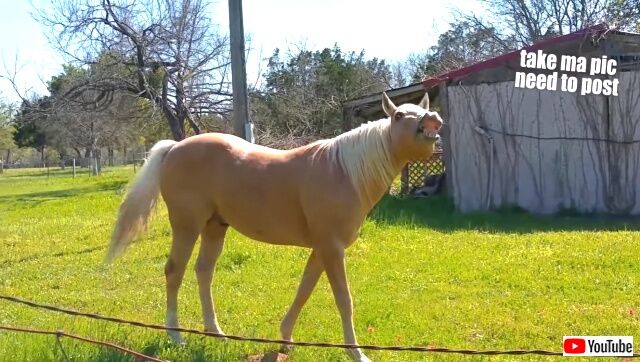 funnyhorses2_640