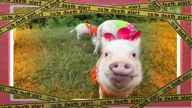 minipig1 [www-frame