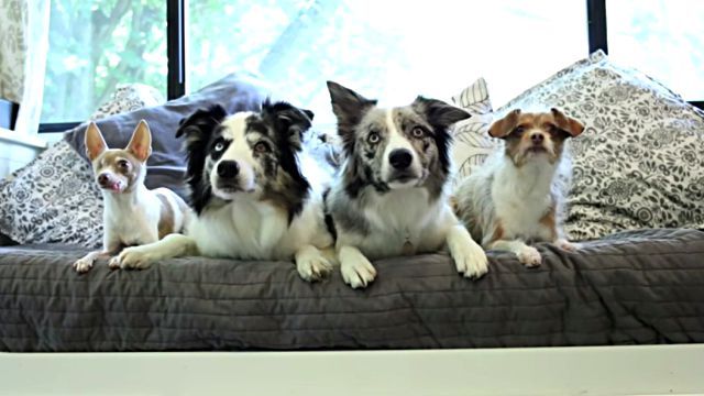 dogtricks6