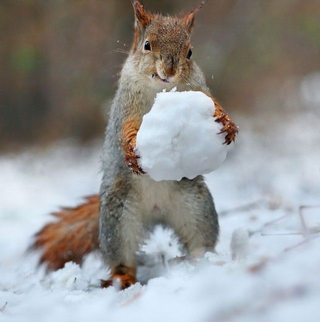 squirrel-photography-russia-vadim-trunov-5_e