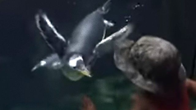 kidsnpenguin1_e