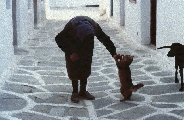 catintheworld19_e