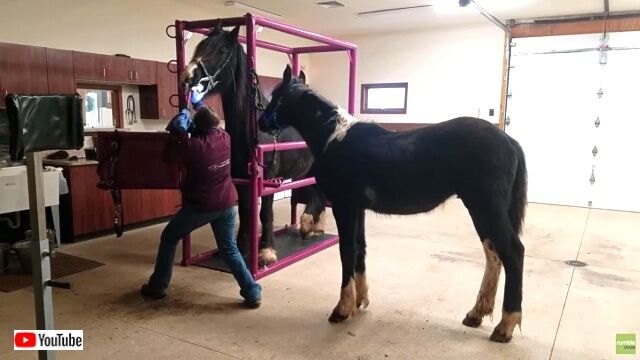 horsedentist0_640
