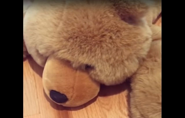 teddy1