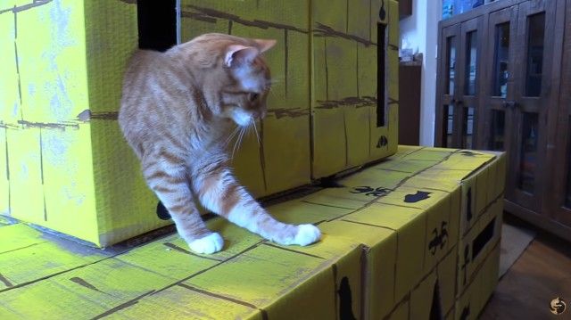 catpyramid11_e