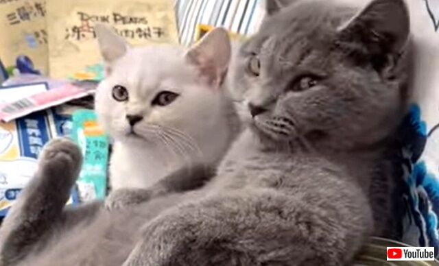 mostromanticcats1_640
