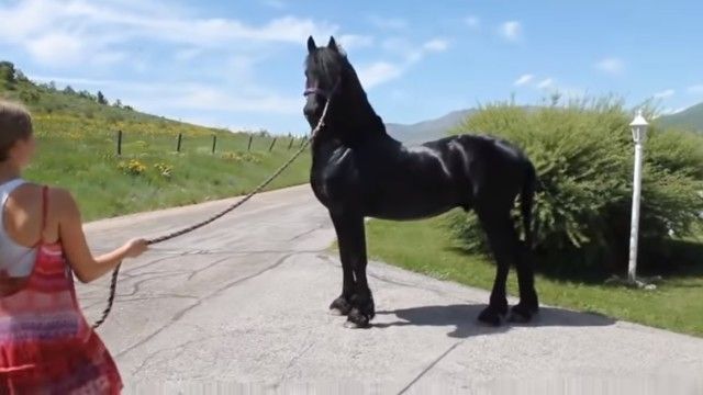 curioushorse1_e