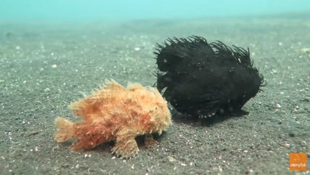 frogfish0_e
