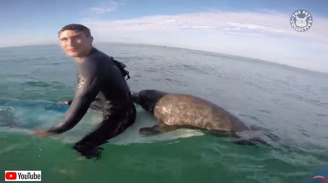 funnyseals3_batch
