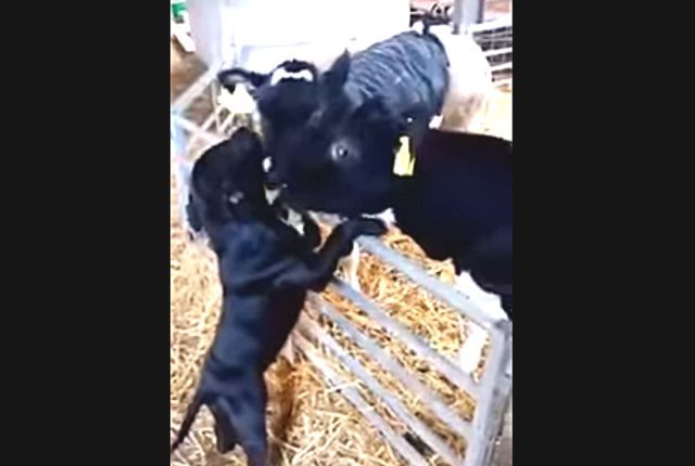 cowdog2