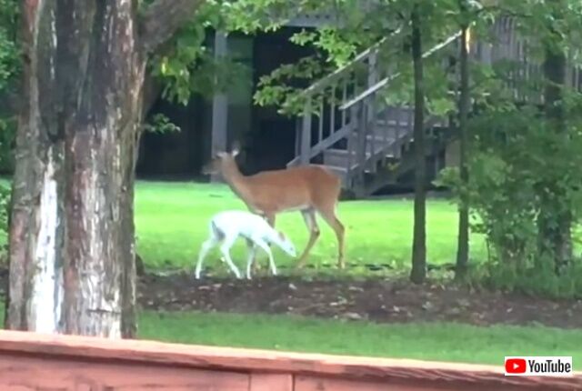 whitefawns1_640