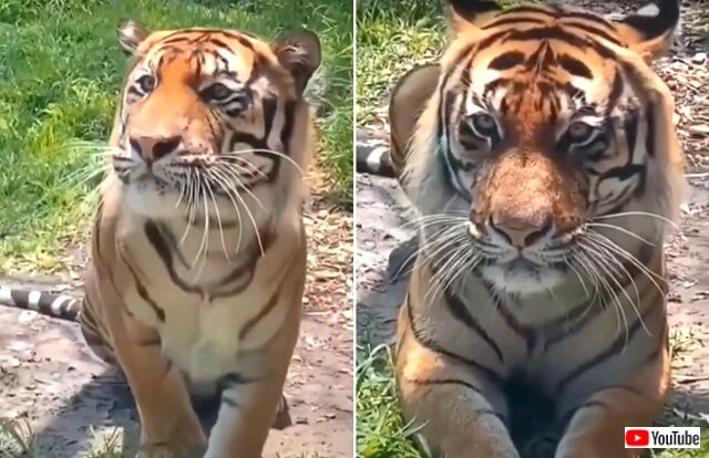 cutetiger3_640