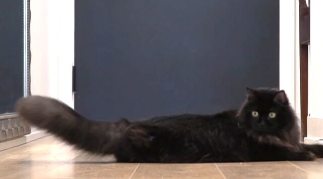skatingcat1_640