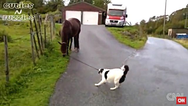 dogpullshorse2