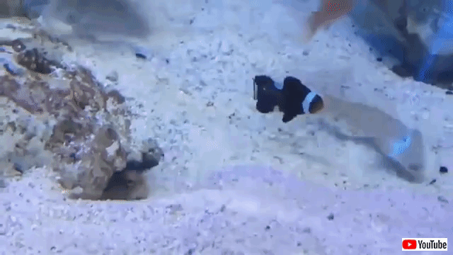 tropicalfishspittingsand (1)