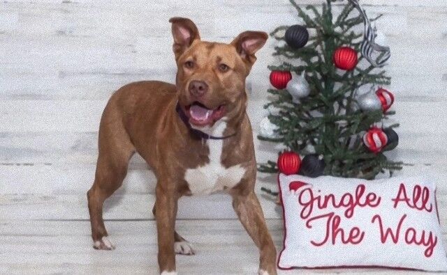 保護施設に1匹だけ取り残された犬「イマジナリーフレンド」と元気に走り回っていた結果
