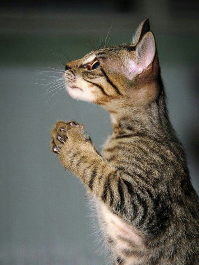 prayingcat16_e