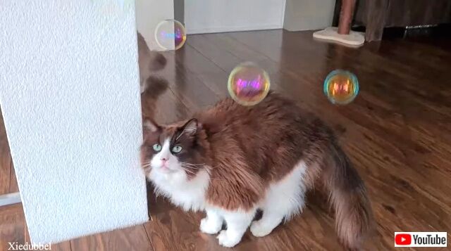 catnipbubbles4_640