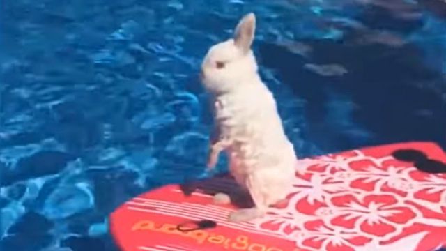 funnyanimalsinpools2