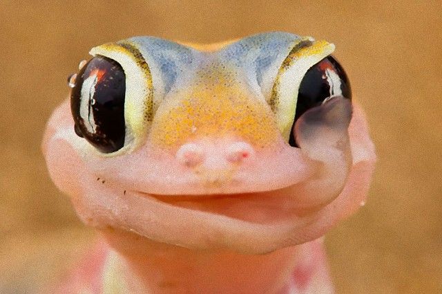 cute-reptiles-107__605_e