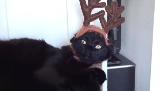 catshaming1_e