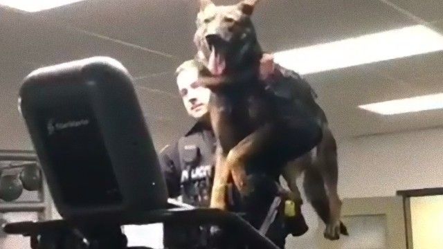 がっちり支えていますから。K9ドッグを抱えて運動する警官の姿に関する海外の反応