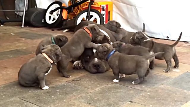 puppies3