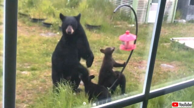 mamabear3_640