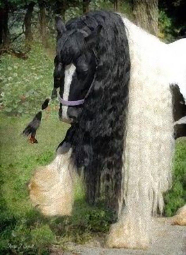horse9_e