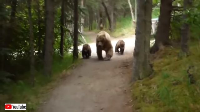 bearncubs1_640