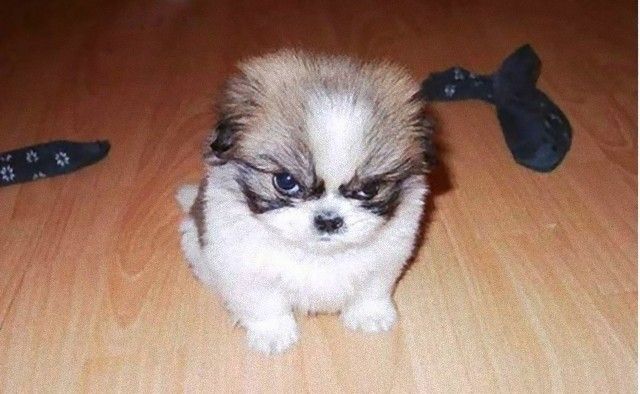 grumpy_animals_04_e