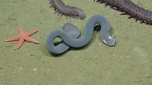 Hagfish2