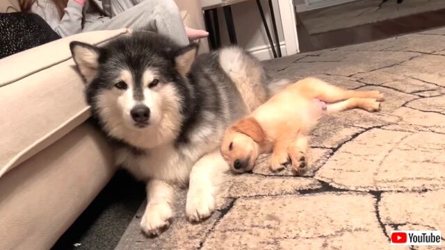 goldenpuppy5_640