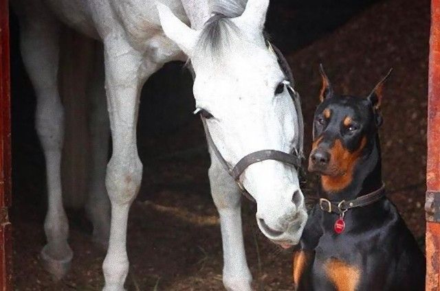 犬と馬8_e