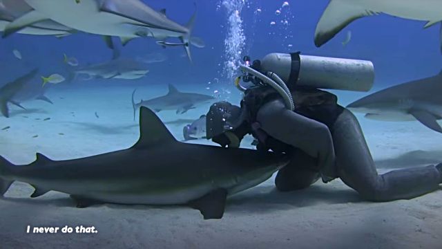 dolphinshark6