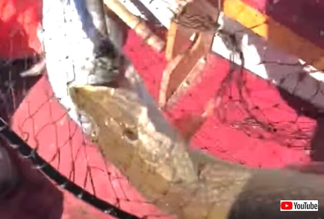 2fish4thepriceofone6_640