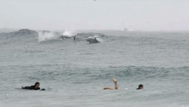 dolphinsnsurfers3_e