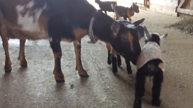 goat-3_e